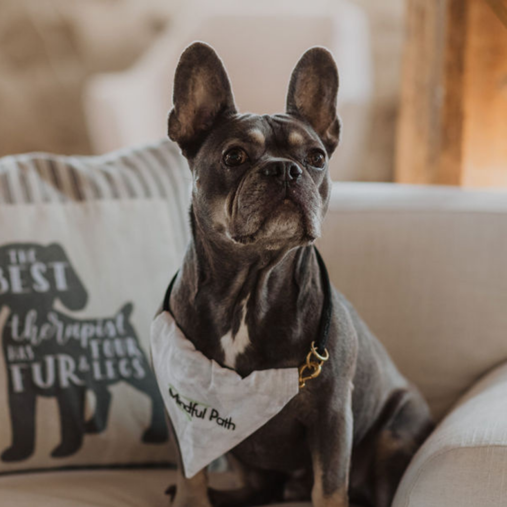 Leonard Animal Assisted Therapy at Mindful Path Counselling in Brantford